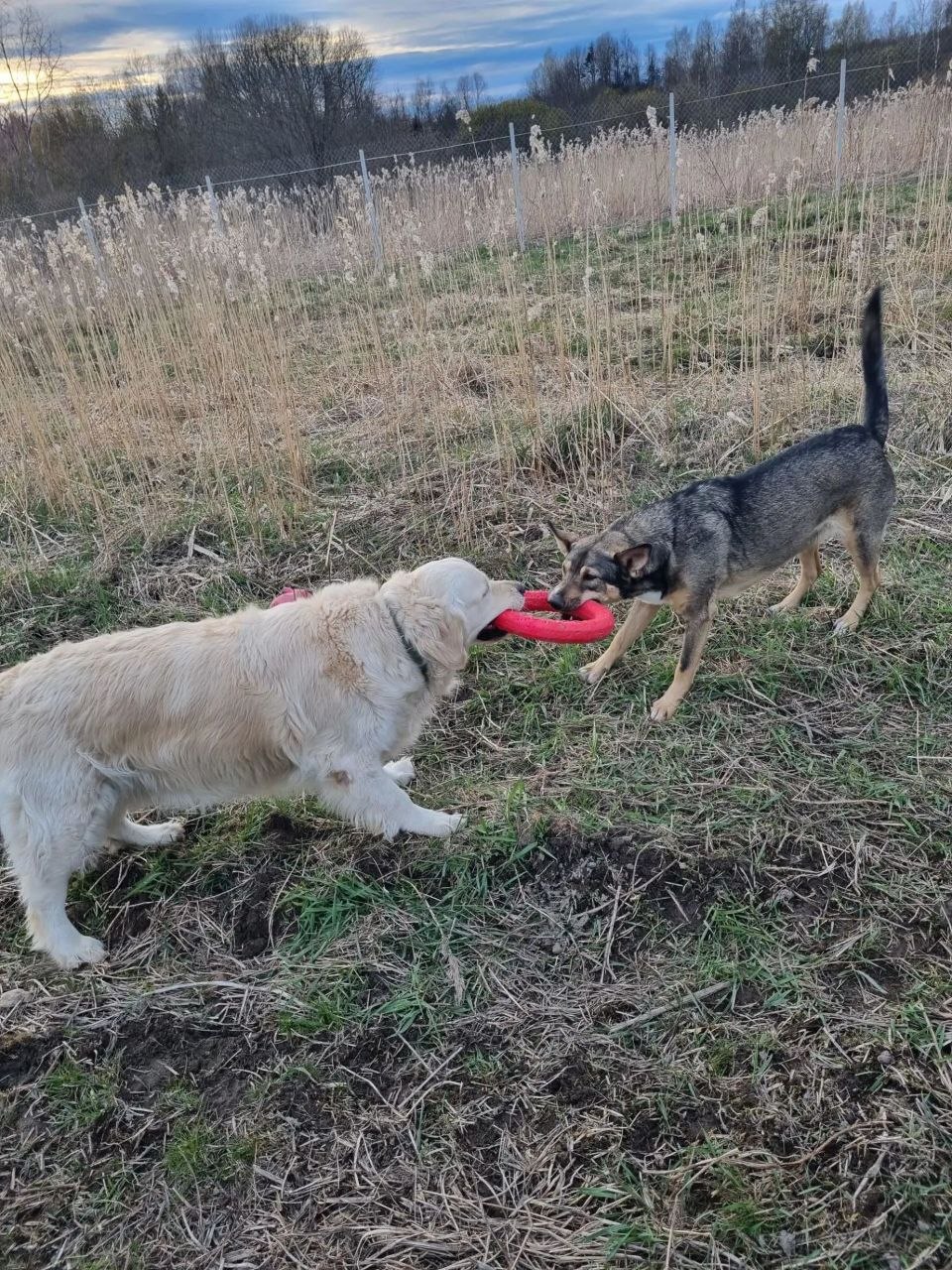 Проживание и игры