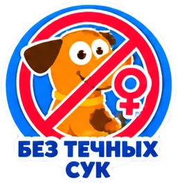 Без течных сук