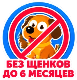 Без щенков до 6 месяцев